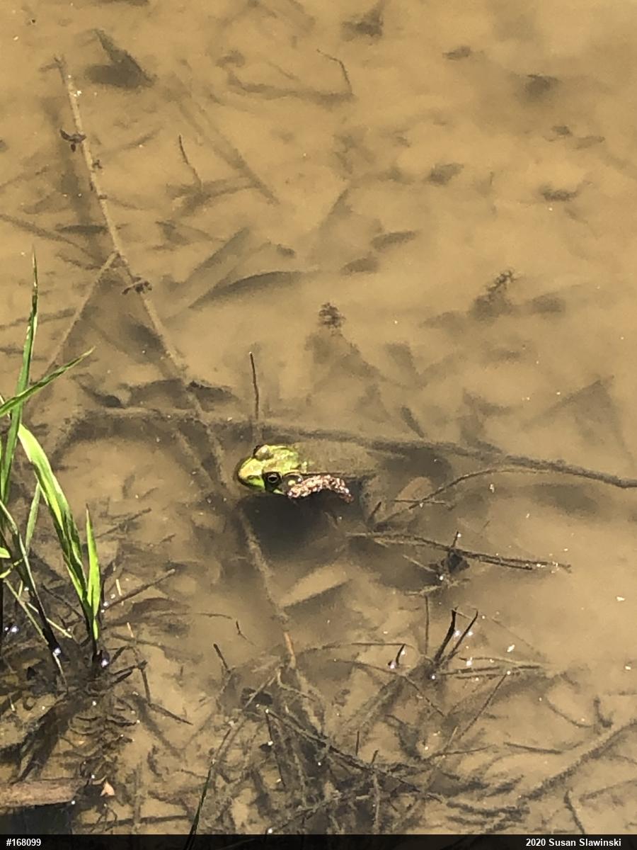 Green Frog