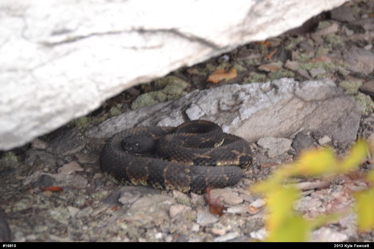 Timber Rattlesnake