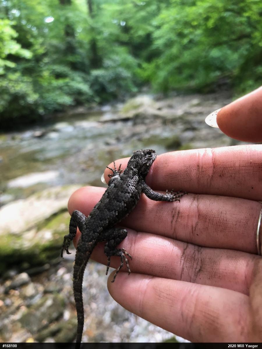 Eastern Fence Lizard