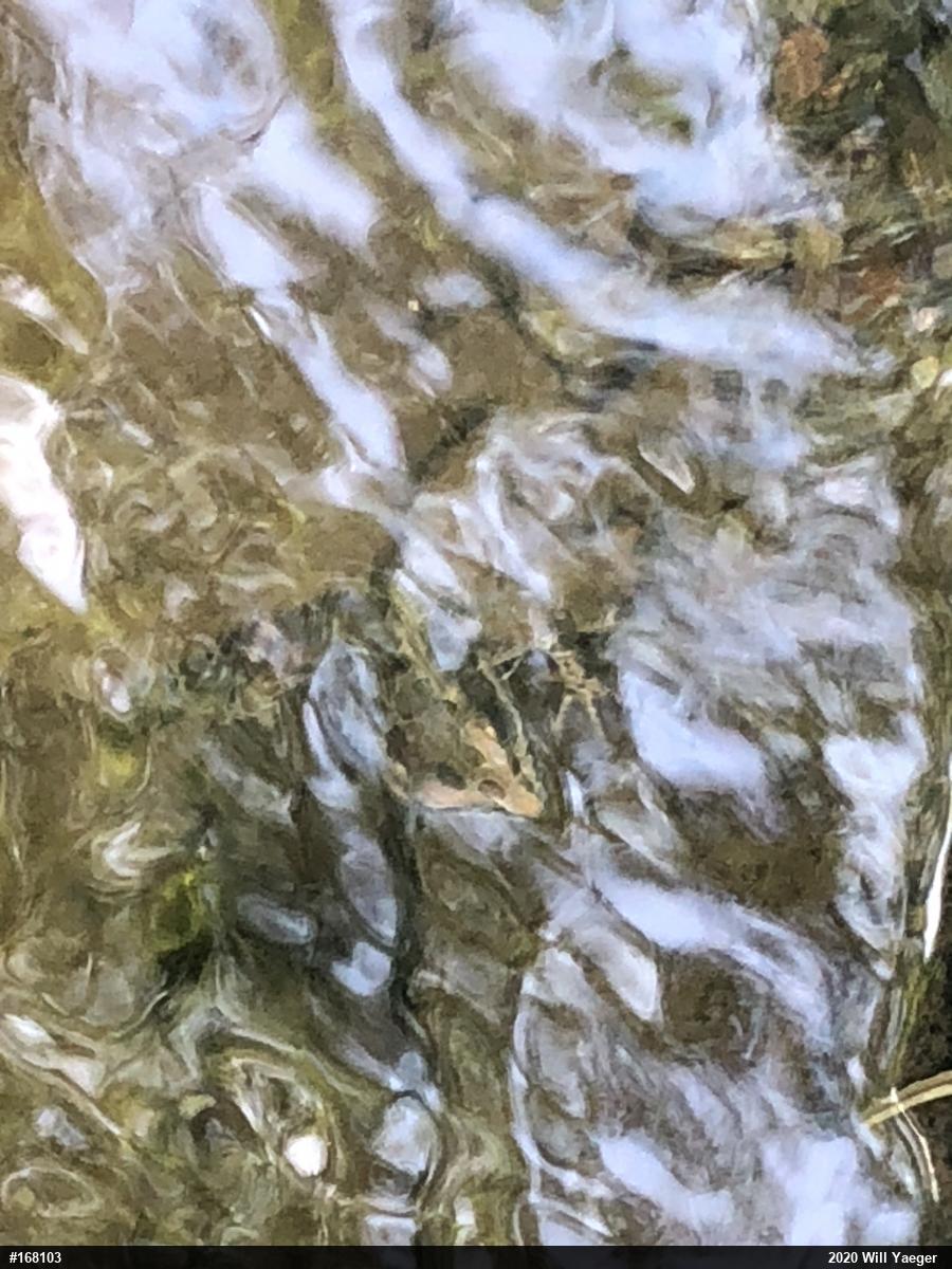 Pickerel Frog