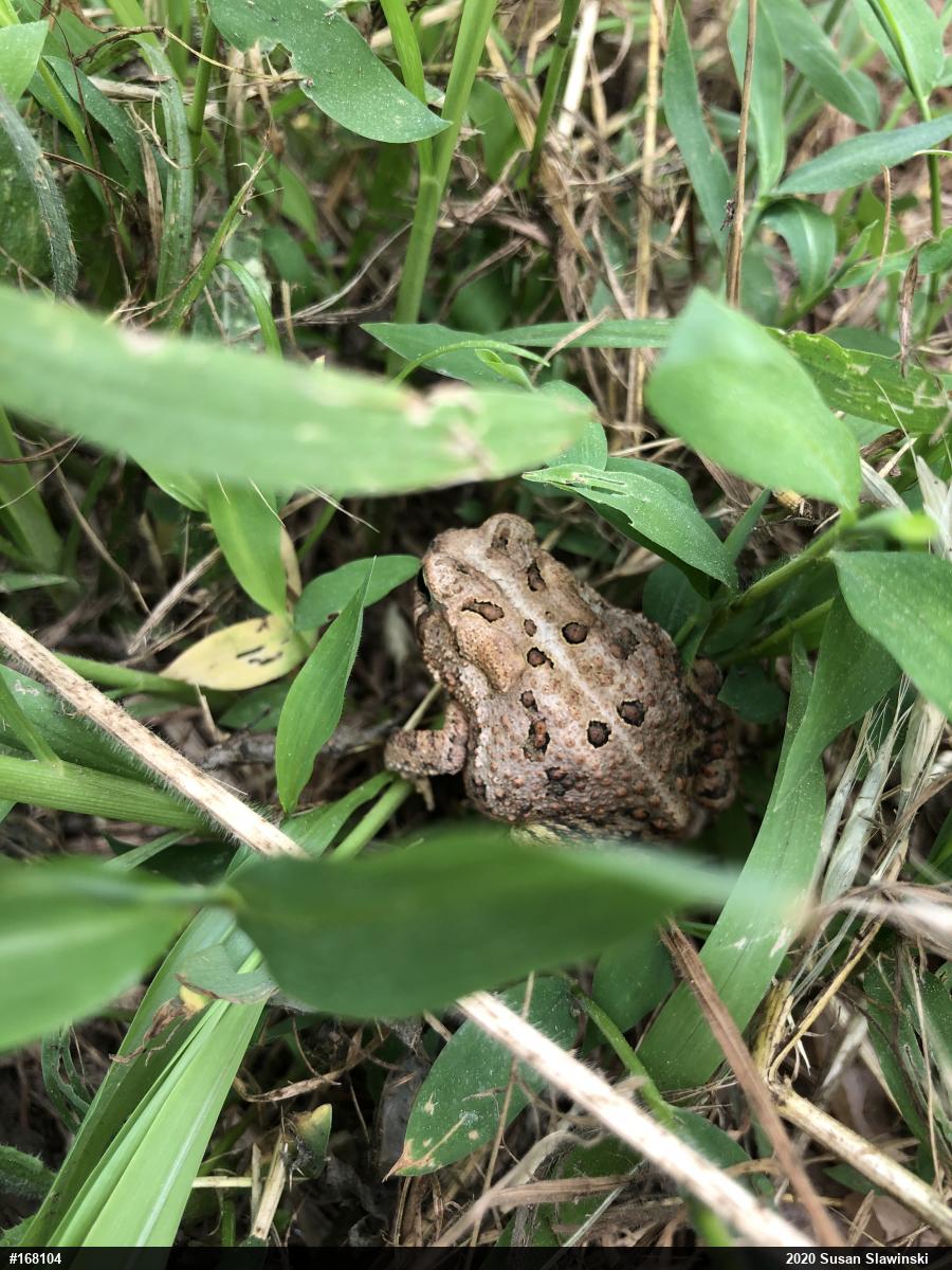 Eastern American Toad