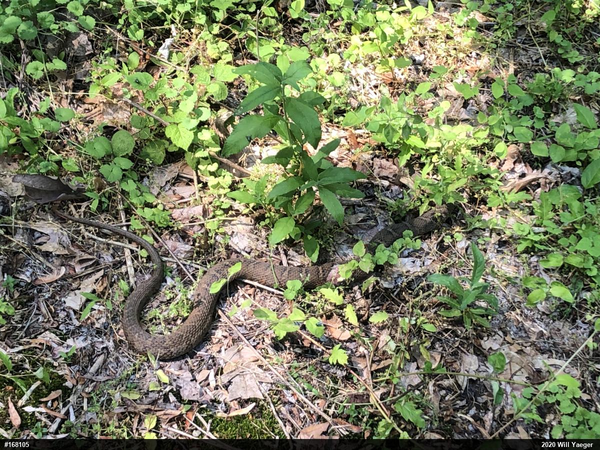 Northern Watersnake