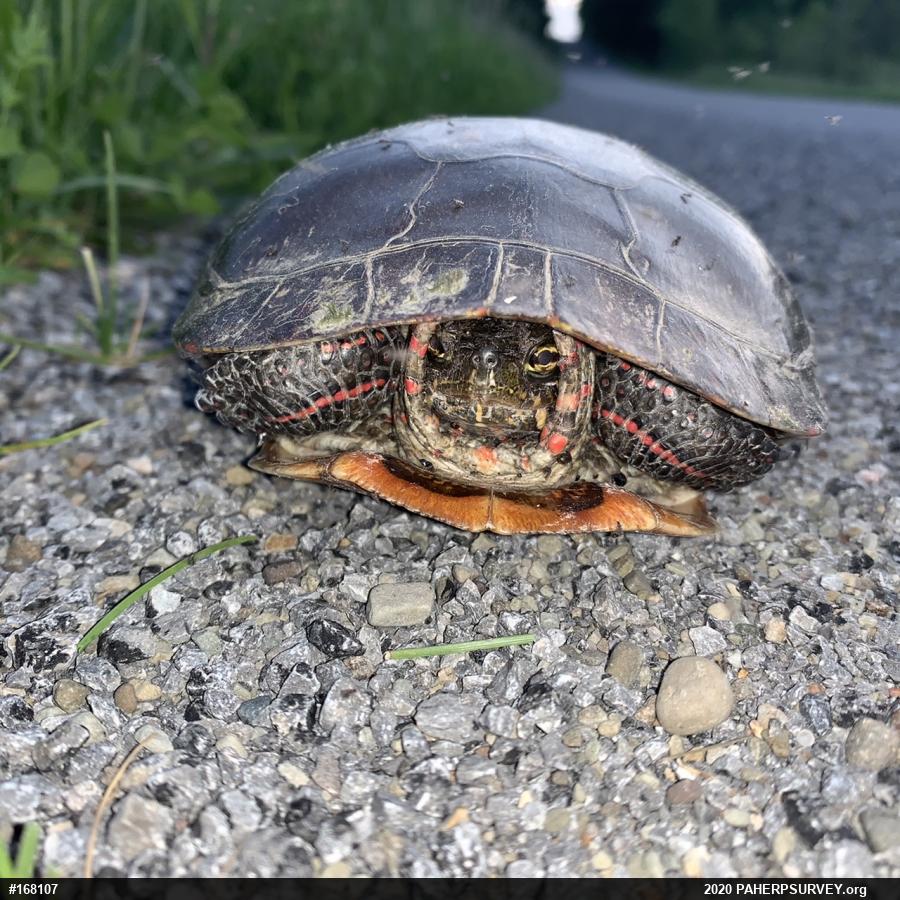 Painted Turtle