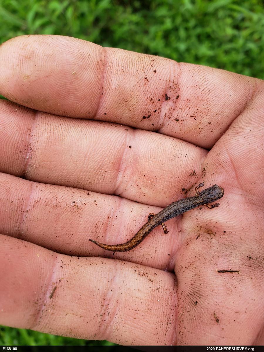 Four-toed Salamander
