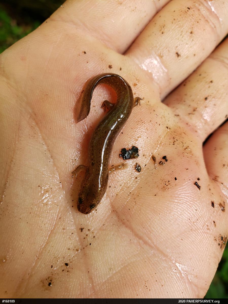 Northern Red Salamander