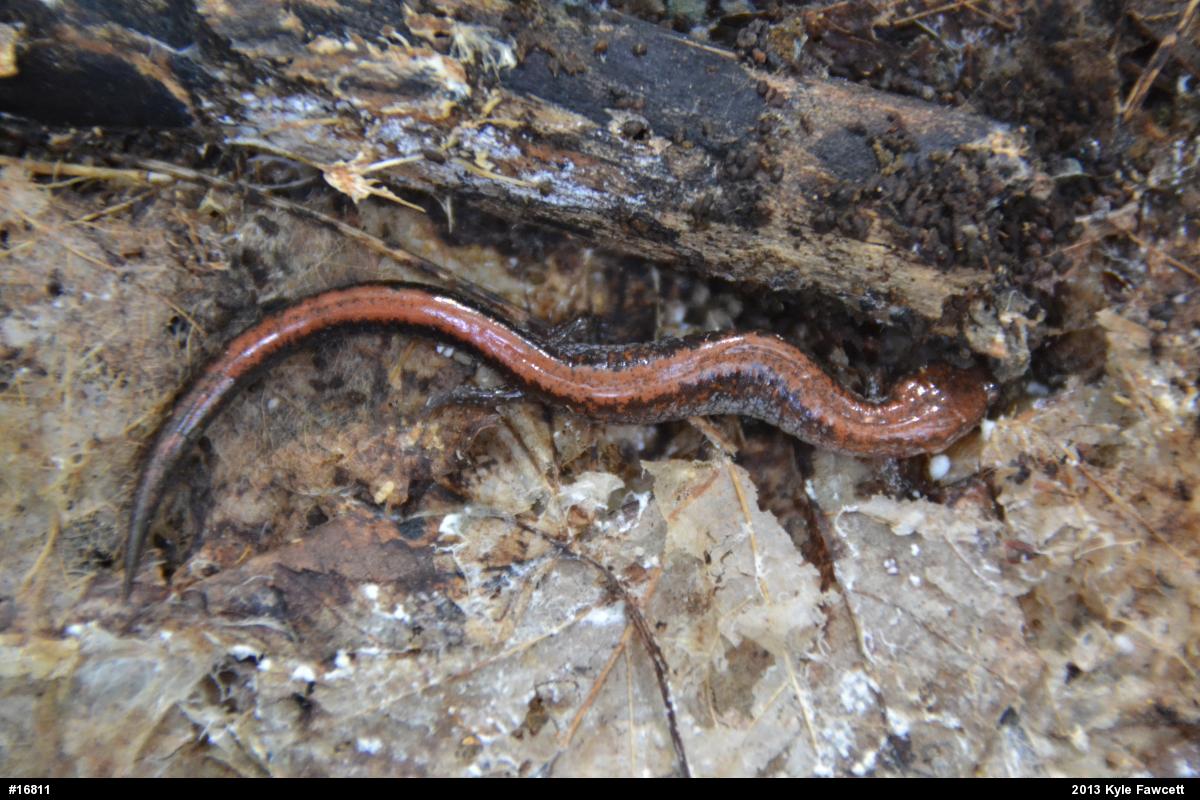 Eastern Red-backed  Salamander