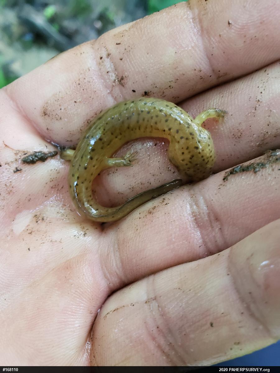 Northern Red Salamander