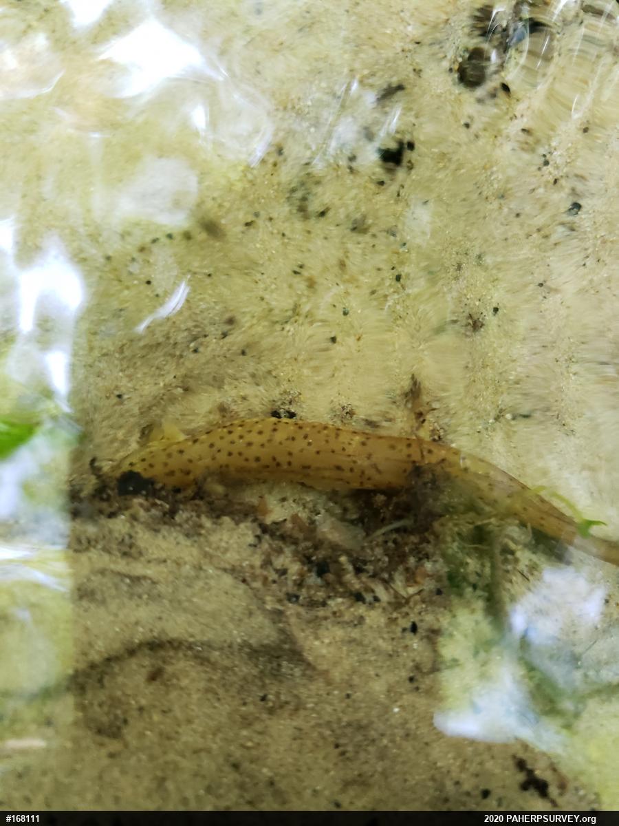 Northern Red Salamander