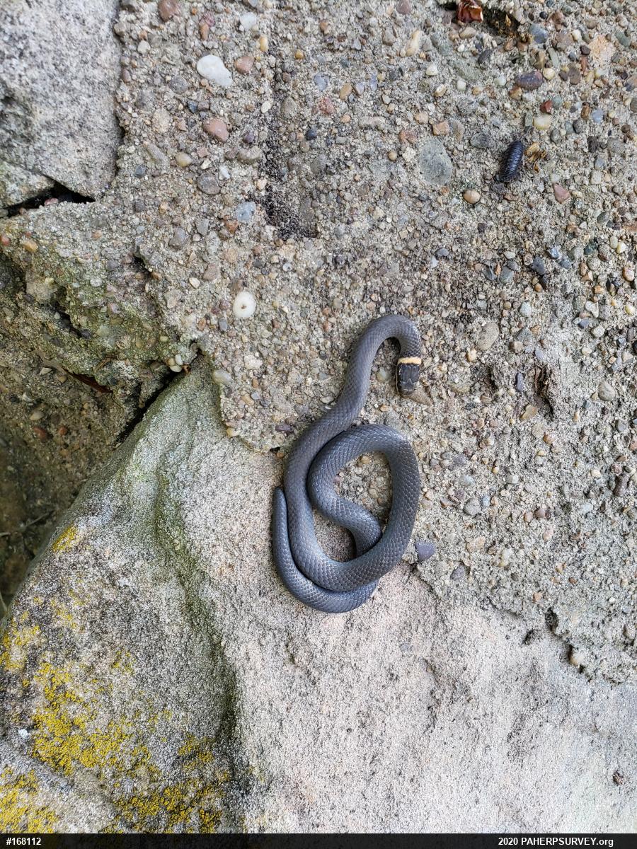 Northern Ring-necked Snake