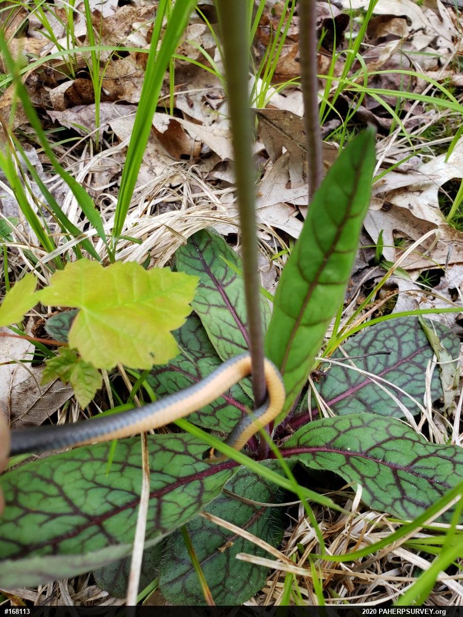 Northern Ring-necked Snake