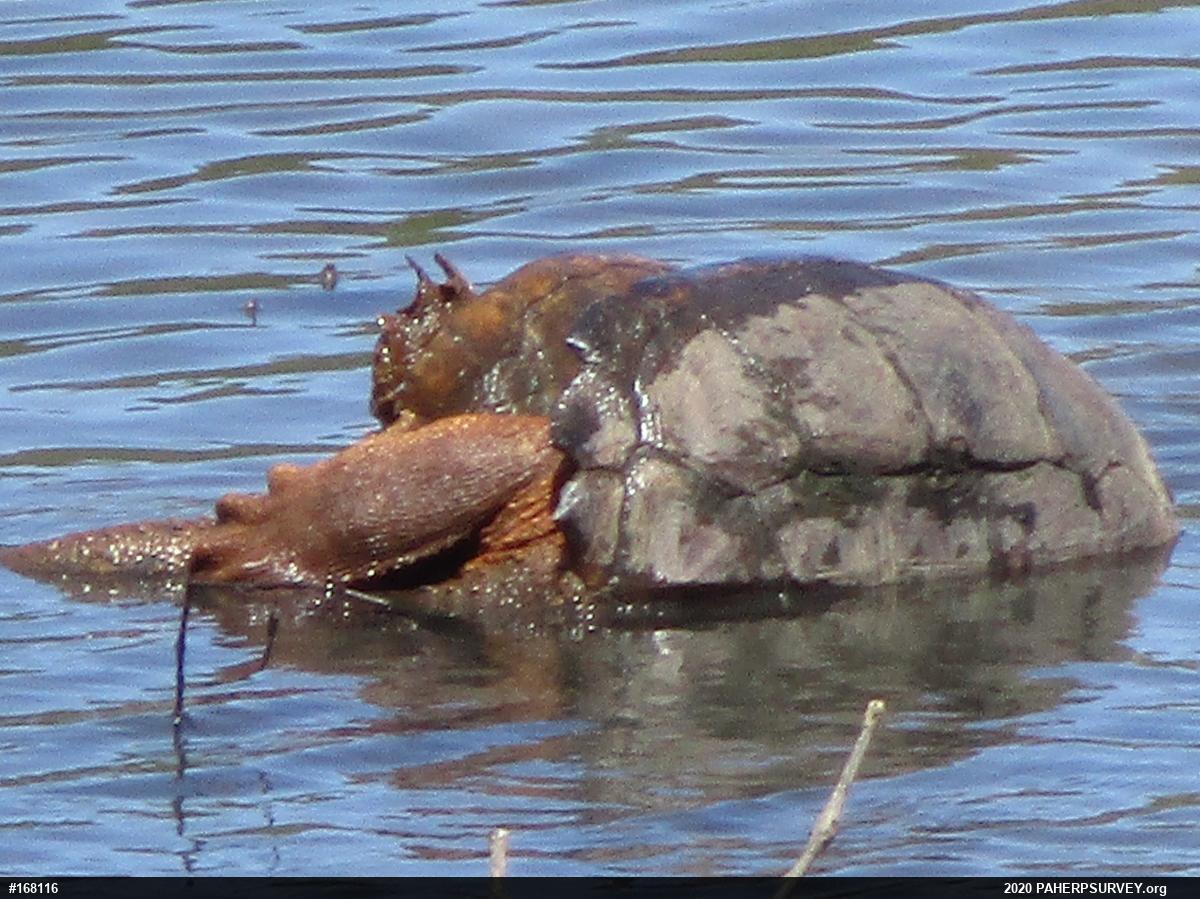 Snapping Turtle
