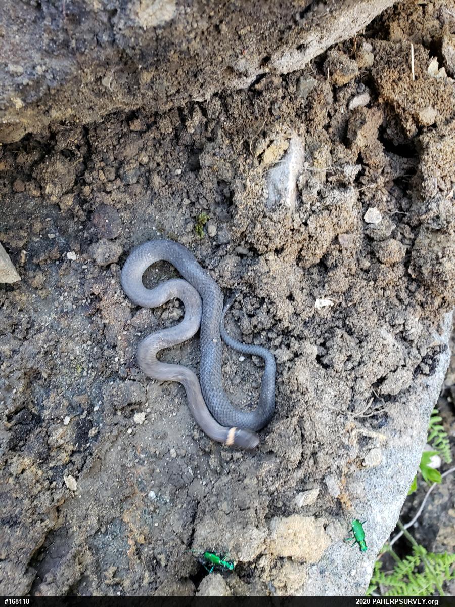 Northern Ring-necked Snake