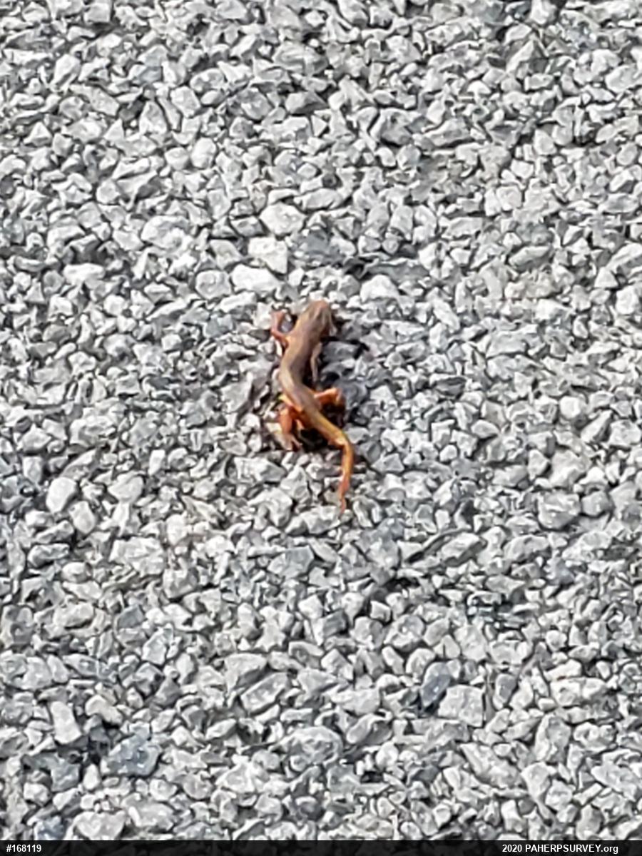 Red-spotted Newt