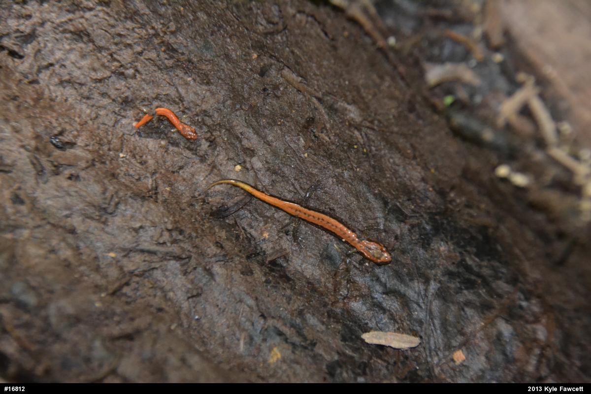 Allegheny Mountain Dusky Salamander