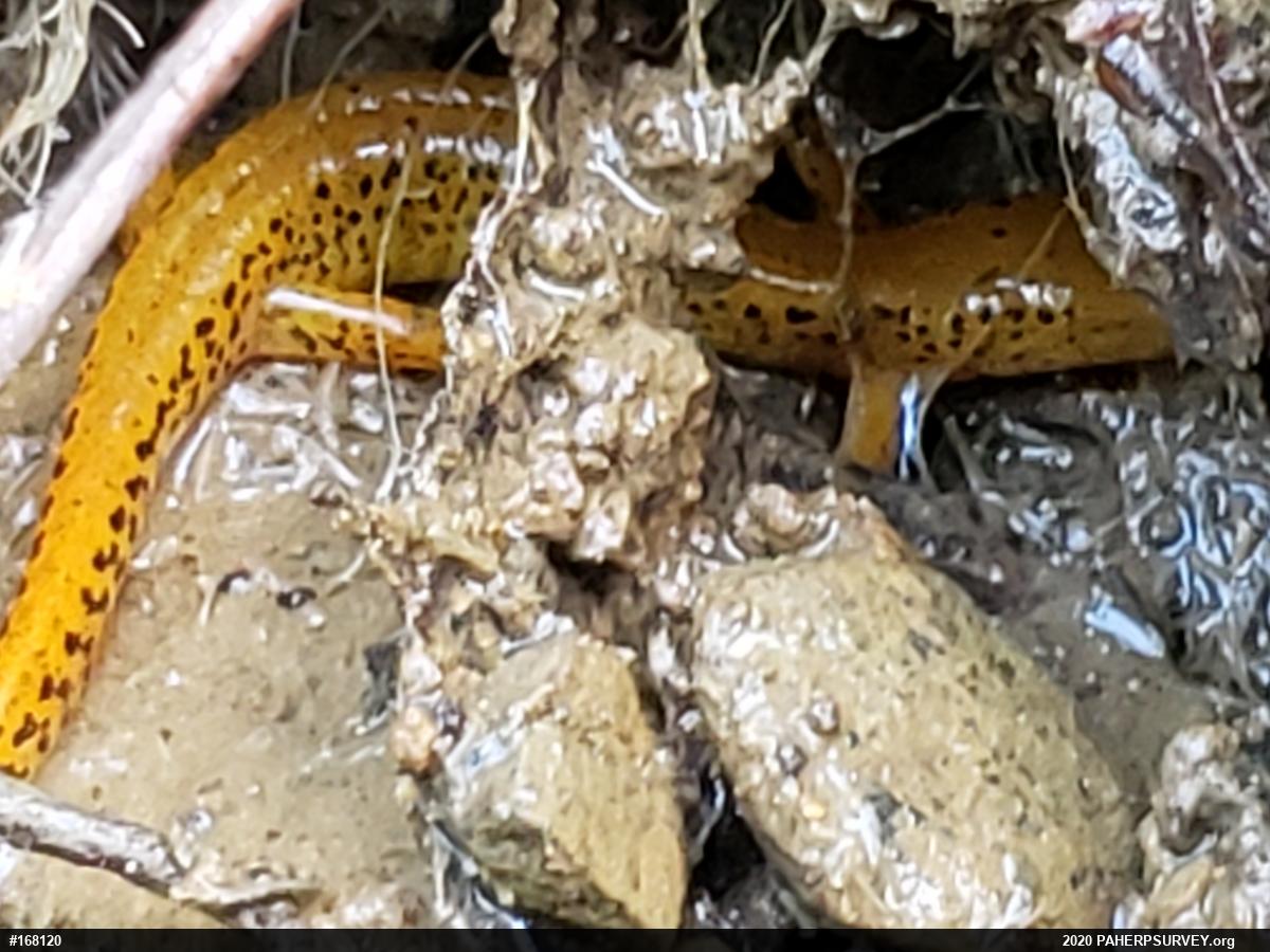 Eastern Long-tailed Salamander