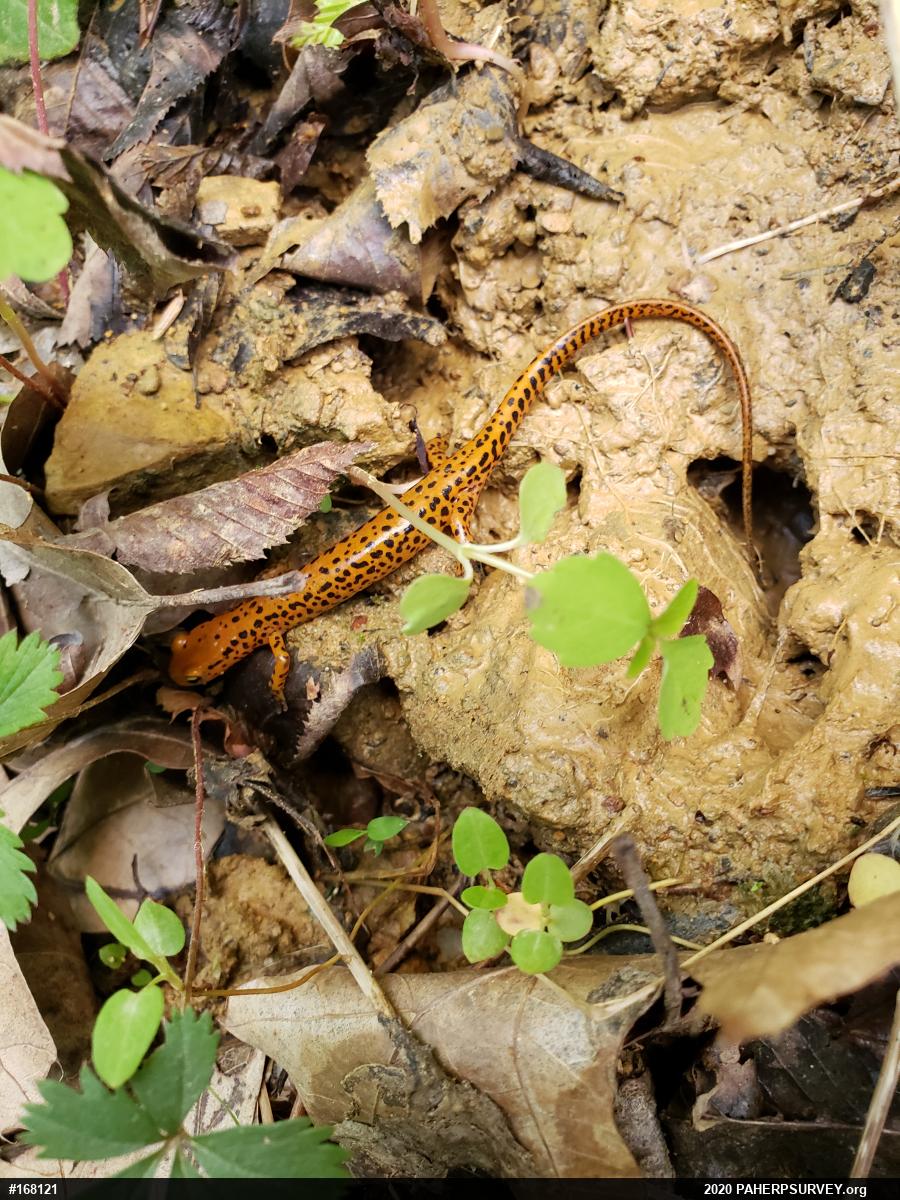 Eastern Long-tailed Salamander