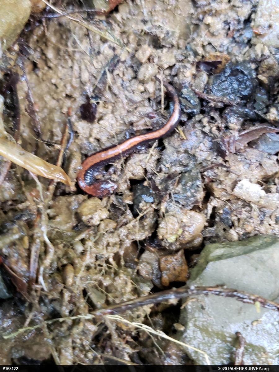 Eastern Red-backed  Salamander
