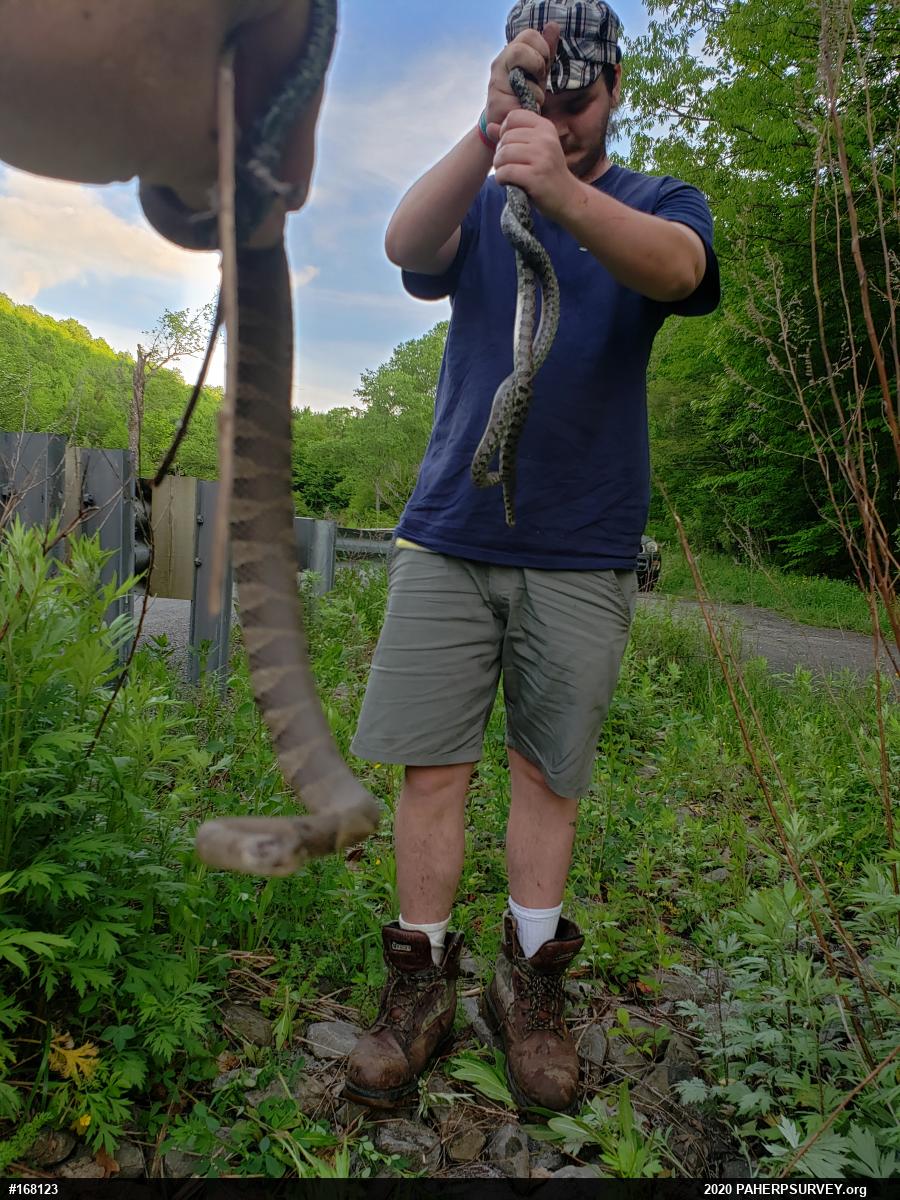 Northern Watersnake