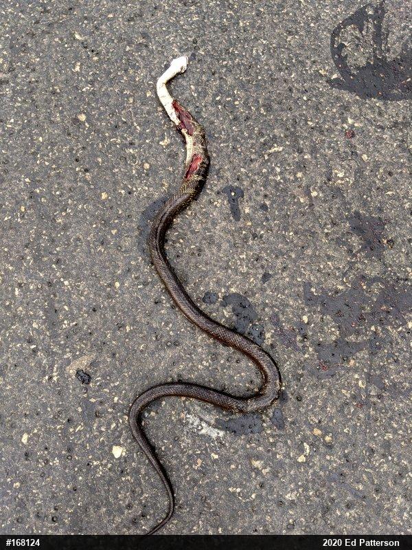 Eastern Ratsnake