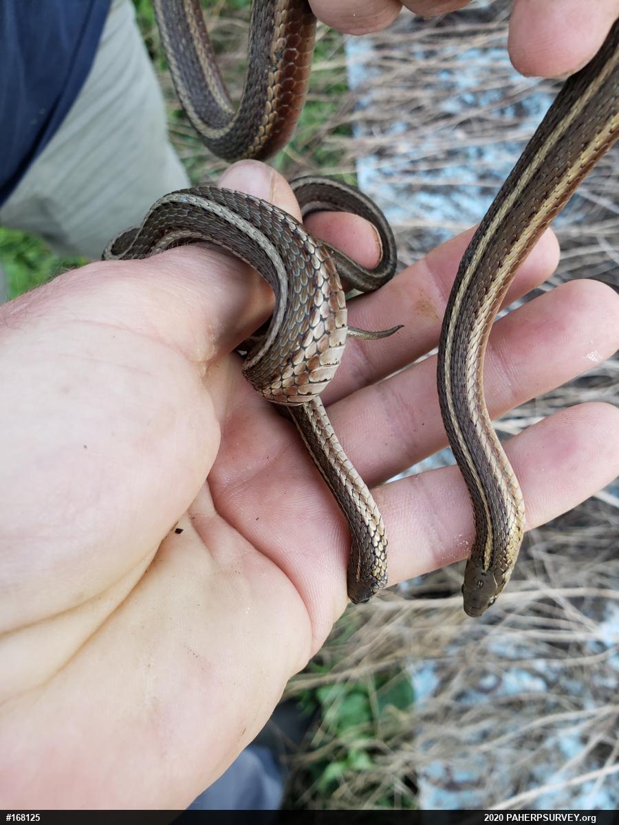 Shorthead Gartersnake