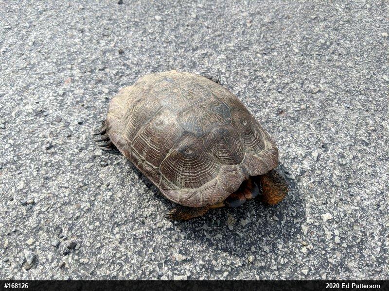 Wood Turtle