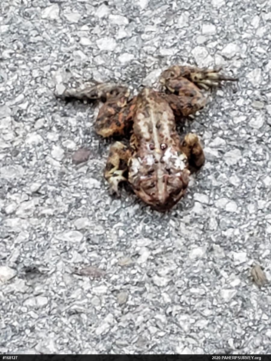 Eastern American Toad