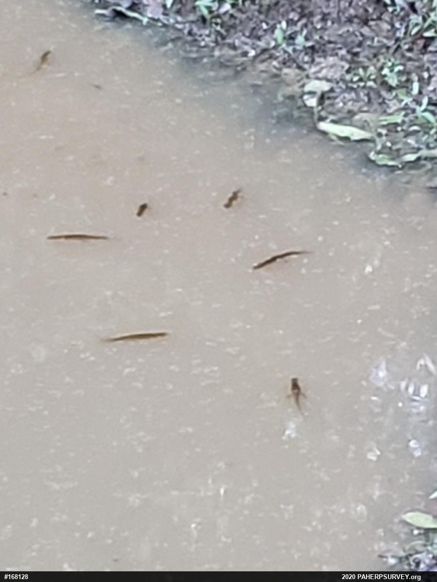 Red-spotted Newt