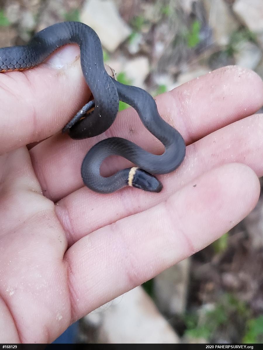 Northern Ring-necked Snake