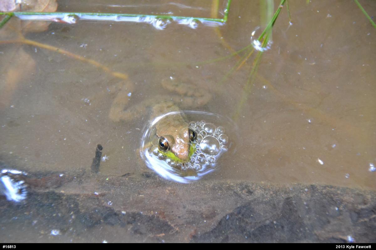 Green Frog