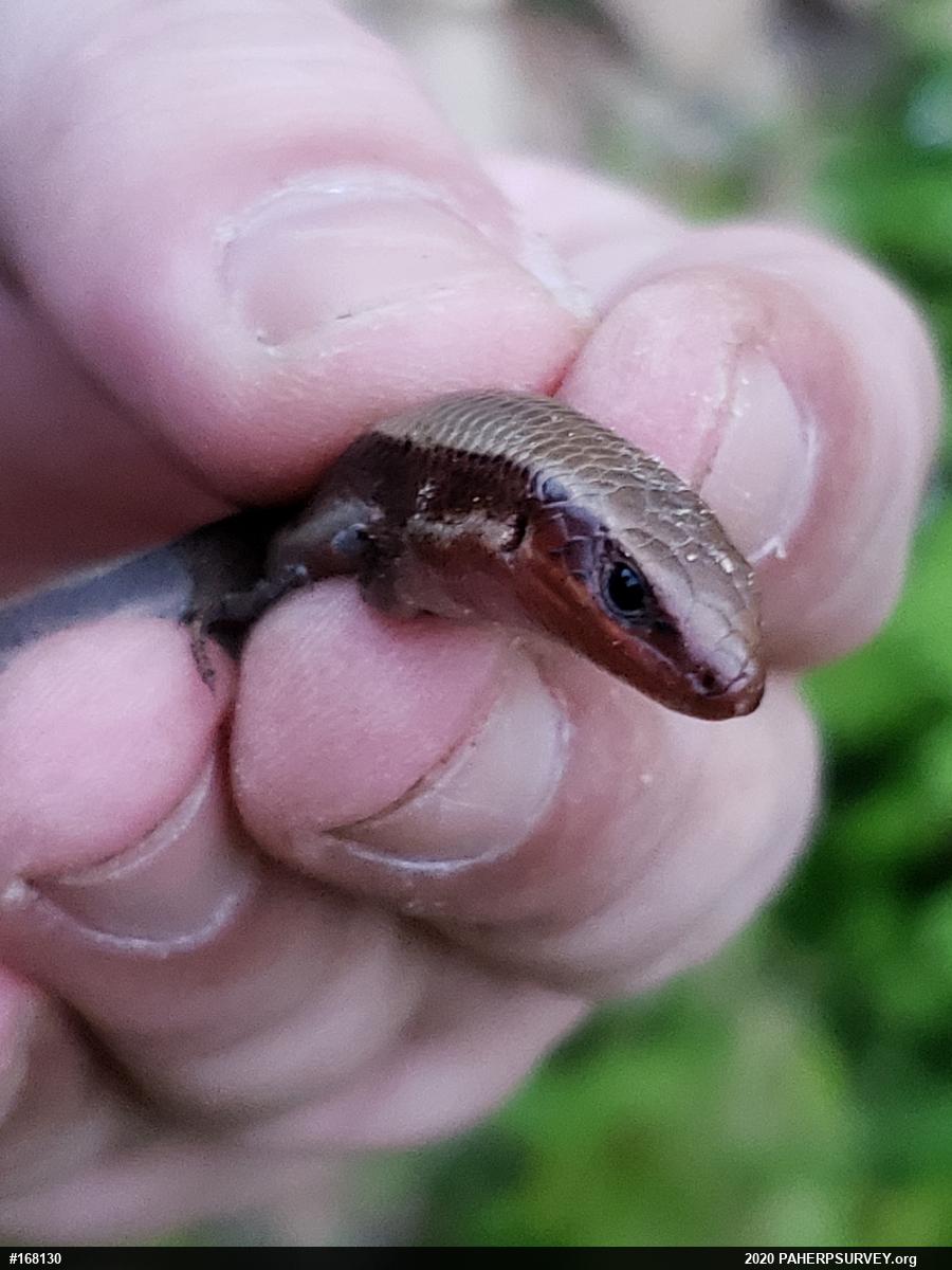 Northern Coal Skink