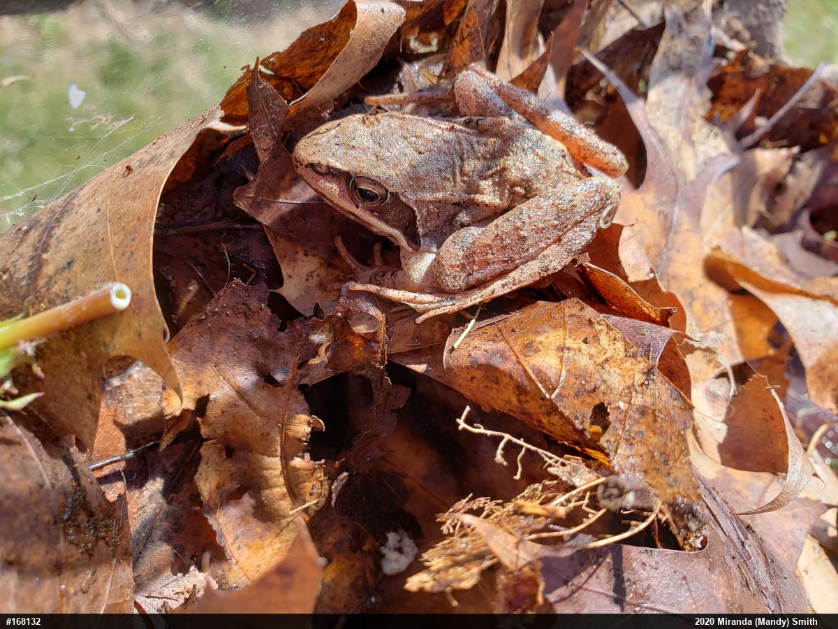 Wood Frog