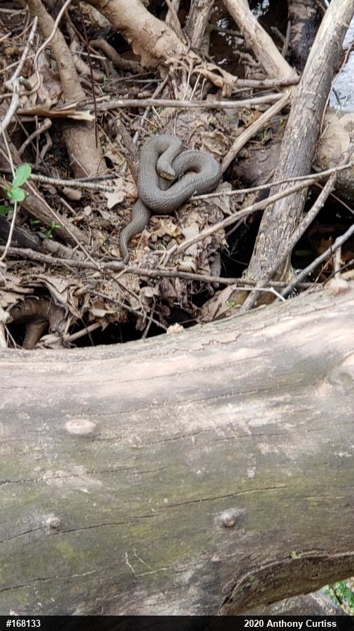 Northern Watersnake