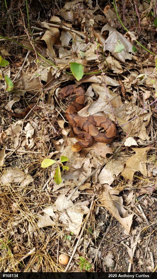 Northern Copperhead