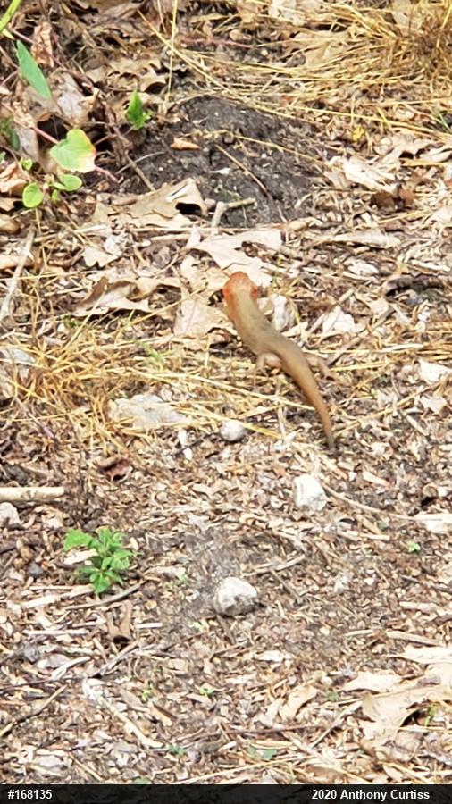 Broad-headed Skink