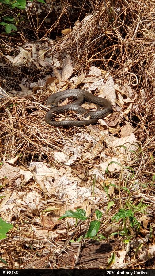 Northern Black Racer