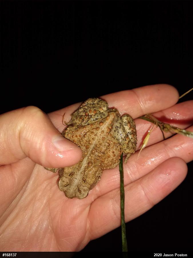 Eastern American Toad