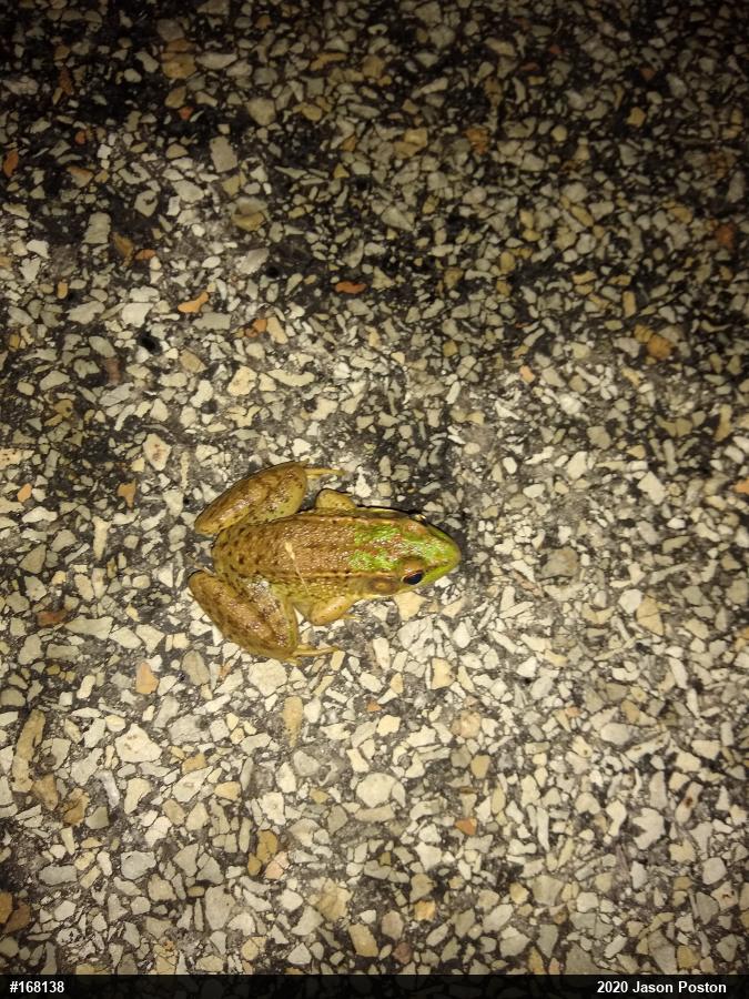 Green Frog