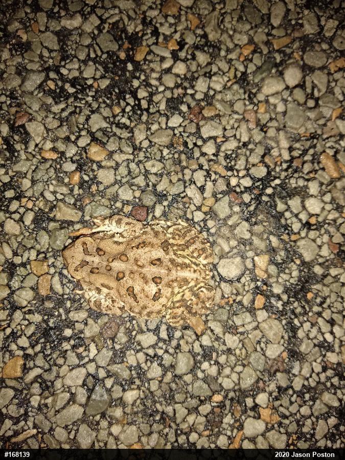 Eastern American Toad