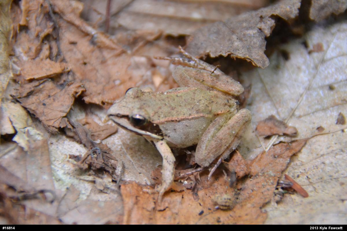 Wood Frog
