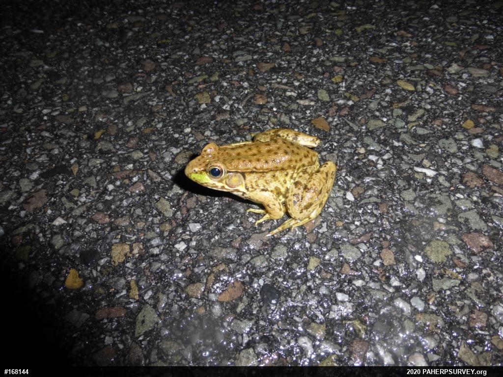 Green Frog