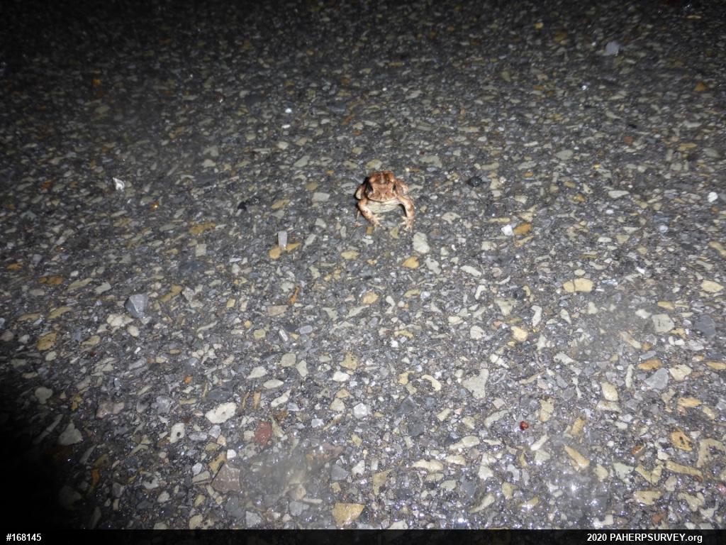 Eastern American Toad