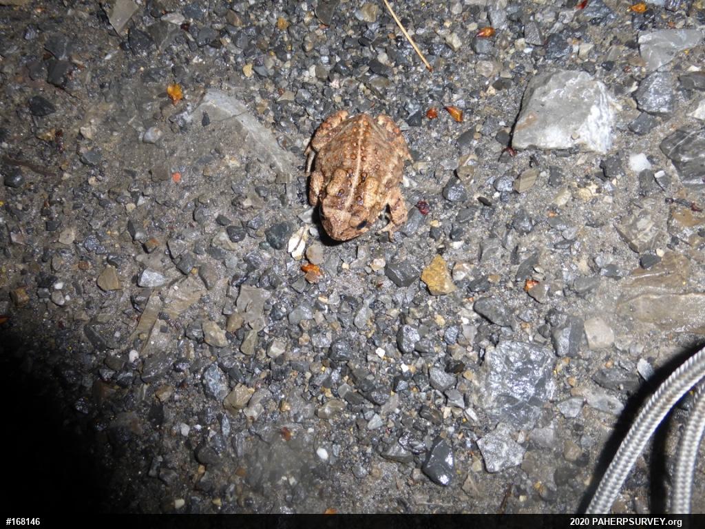 Eastern American Toad