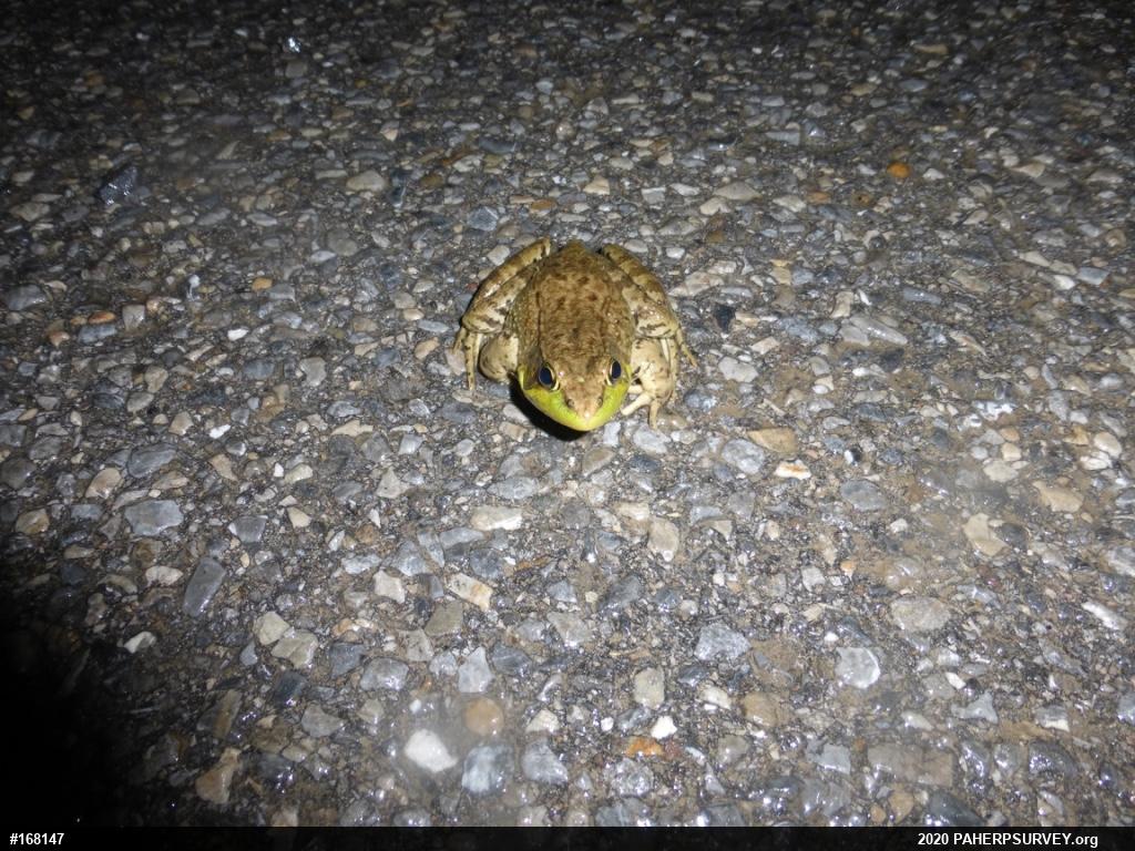 Green Frog