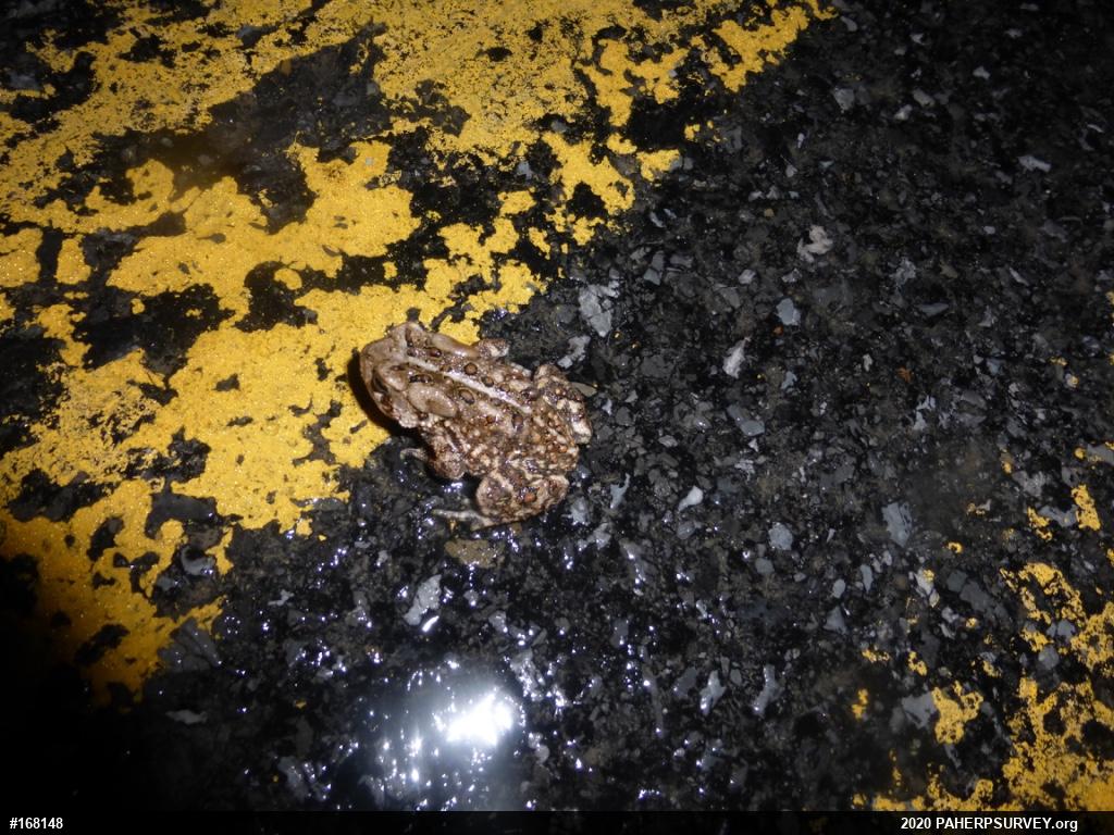 Eastern American Toad
