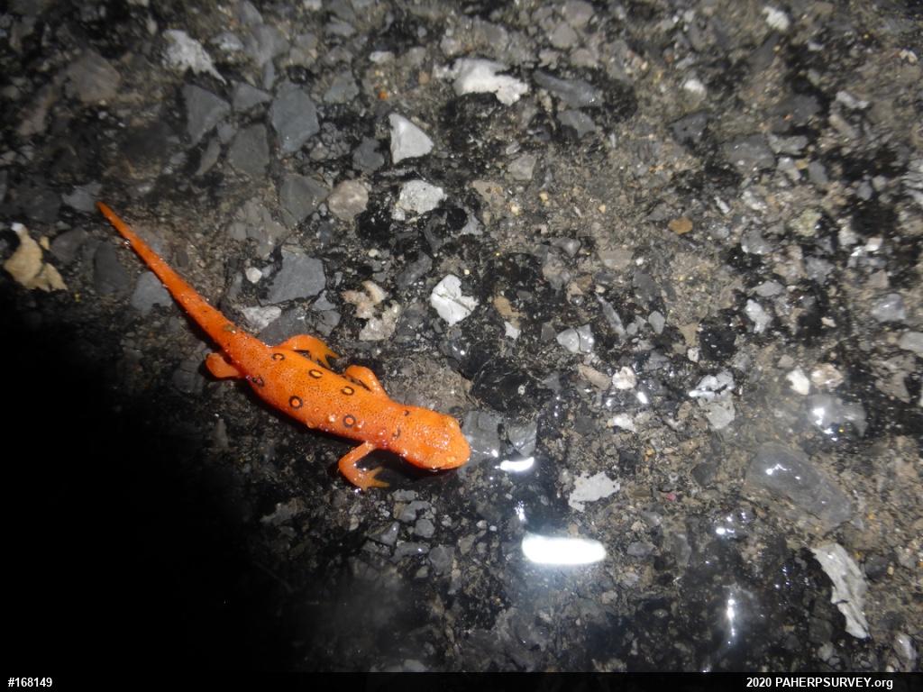 Red-spotted Newt