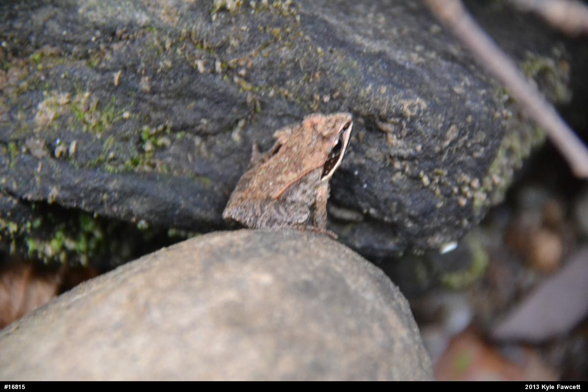 Wood Frog