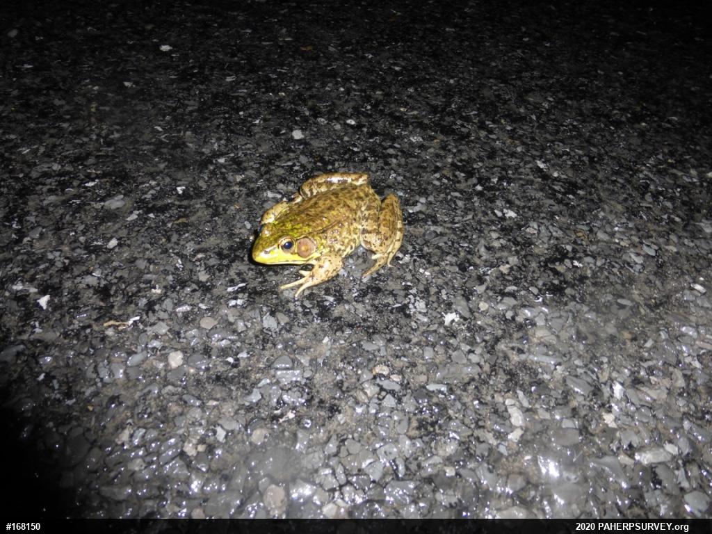 Green Frog