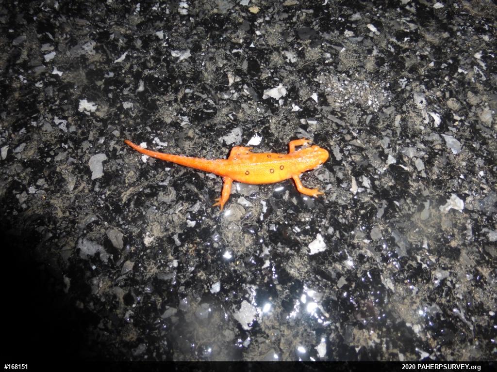 Red-spotted Newt