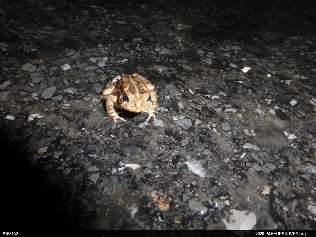 Eastern American Toad
