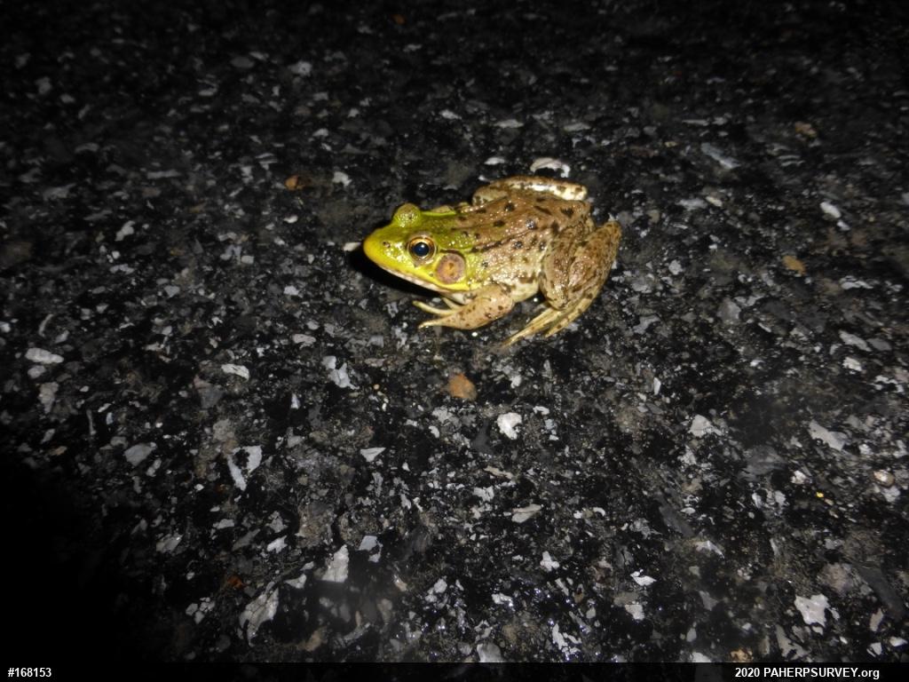 Green Frog